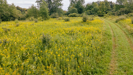 Grass path through the summer meadow