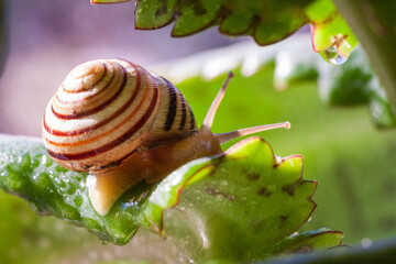 Snail on a green leaf during the monsoons on a green leaf during the monsoonsin garden. Burgundy snail, edible snail or escargot, is a species of large, edible, air-breathing land snail