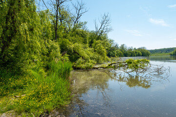 Fototapeta na wymiar lake scenery, trees around the lake, fallen tree in water, landscape by the lake