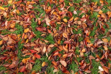 Autumnal fallen brown beech leaves on green grass. Background. - 685794364
