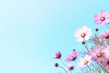Cosmos flower isolated on pastel blue background