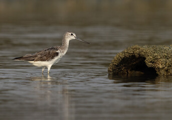 Common Greenshank  at Arad coast of Bahrain