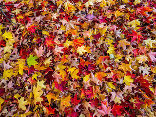 Details of some colorful maple leaves lying on the ground during autumn