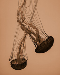 2 jellyfish with their tentacles entangled