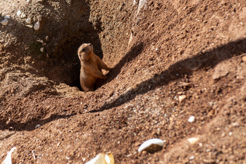 Little Prairie Dog Originary From North America That Emerges From A Hole In The Ground