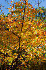 Persian ironwood (Parrotia persica) in glorious Autumn colour: Stanley Park, Gosport, Hampshire, UK