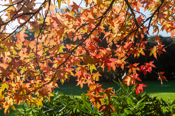 Foliage on a Liquidambar tree branch displaying vibrant Autumn colour in Stanley Park, Gosport, Hampshire, UK