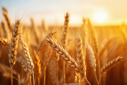 Golden wheat field under a sunset sky