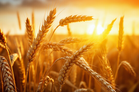 Golden wheat close-up with sunset backdrop