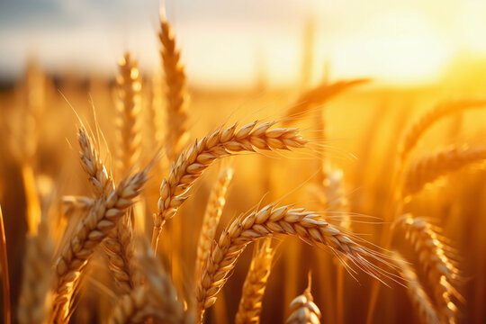 Warm sunlight shining on ripe wheat ears