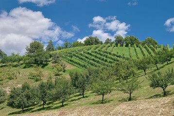 Fototapeta na wymiar Vineyard Landscape in Wine Region called styrian Tuscany,Styria,Austria