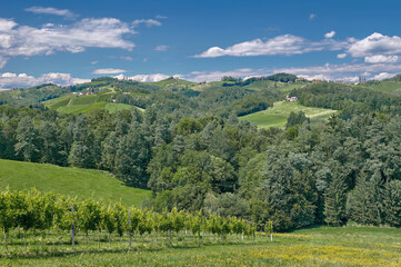 Naklejka premium Vineyard Landscape in Wine Region called styrian Tuscany,Styria,Austria