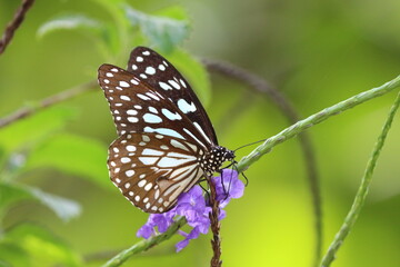 Blue Tiger Butterfly on a blue flower