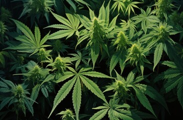 marijuana leaf texture