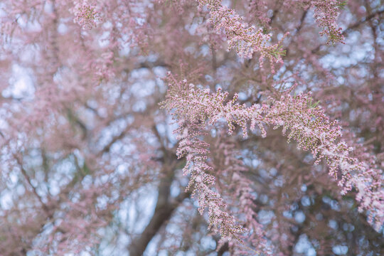 Tamarix Flowers, Pink Tamarisk Closeup, Flowering Tree Salt Cedar Tree, Taray Macro Photo, Blurred Background, Selective Focus