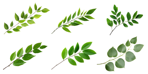 Natural of Tropical green leaves of leaf isolated on transparent png background, varies different of plant botanical.