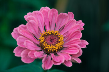 Fototapeta premium Zinnia elegans, youth-and-age, common zinnia, elegant zinnia