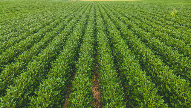 Crops growing in the summer heat in Wisconsin