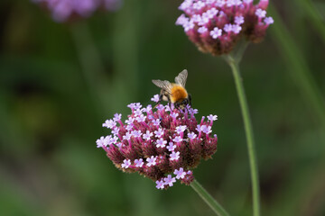 bee on verbena flower