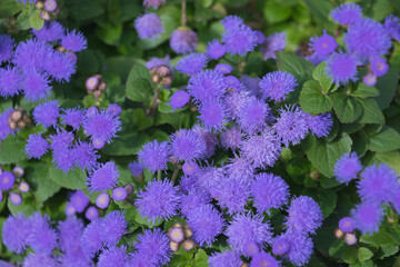 Ageratum, whiteweed