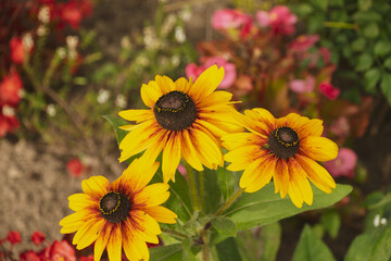 Rudbeckia hirta, black-eyed Susan