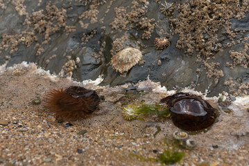 Rockpool with beadlet anemone,s coraline algae, topshell and limpets