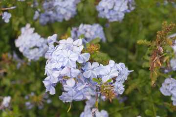 Plumbago auriculata, the Cape leadwort,blue plumbago,  Cape plumbago