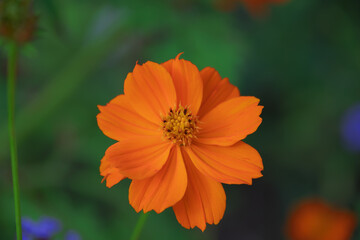 Cosmos sulphureus, sulfur cosmos, yellow cosmos