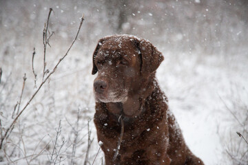 portrait of a brown labrador retriever in the heavy snowfall with snowflakes on it
