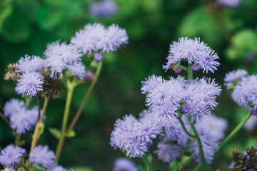 Ageratum, whiteweed