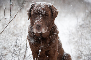portrait of a brown labrador retriever in the heavy snowfall with snowflakes on it