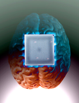 Human brain anatomical model with CPU processor microchip