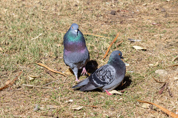 Fototapeta premium A male pigeon (Columbidae) courting a female pigeon
