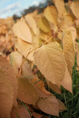 autumn leafes