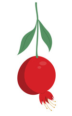 Pomegranate fruit growing on a stem with leaves, hand drawn vector illustration in flat design