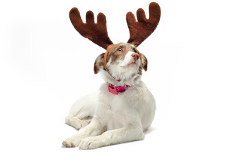mongrel dog wearing a hat with rudolph horns lying on a white background