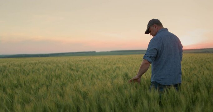 Alone Farmer in a field of wheat, touches the ears with his hand. Rear view