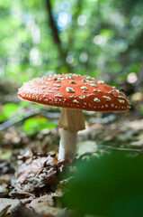 Amanita muscaria, red toadstool in the forest
