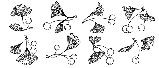 Collection of linear sketches of ginkgo tree leaves. Vector graphics.