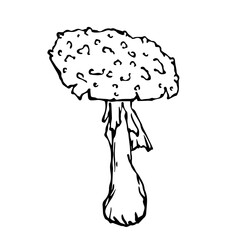 Linear sketch,doodle of forest mushroom fly agaric.Vector decorative element.