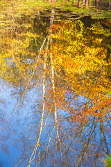Autumn colours in the Royal Forest of Dean - Nature in autumn - Reflections in Lightmoor Pool near Speech House, Gloucestershire, England UK