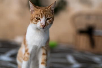 Ein paar Stunden in Chora