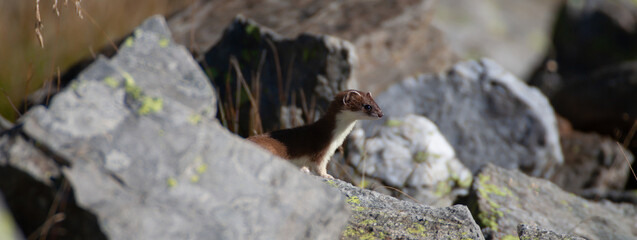 Ermine, Ermellino , (Mustela erminea)