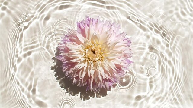 Slow motion of falling dahlia flowers on water surface and diverging circles of water on white background. Water splash. Pure water with reflections sunlight and shadows. Cosmetics products. FullHD 