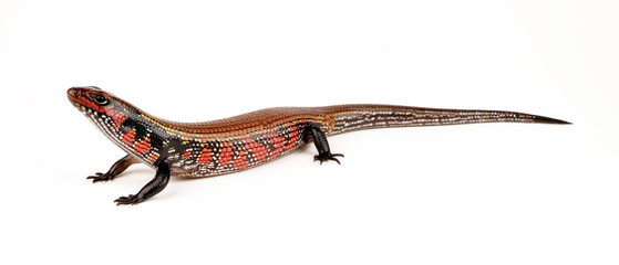 Feuerskink // Fire skink (Lepidothyris fernandi / Riopa fernandi)