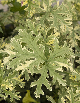 Feuillage de g&eacute;ranium odorant citronnelle panach&eacute;