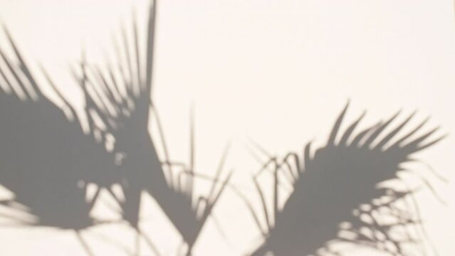 Shadows of Tropical palm leaf trees at sunlight. Advertising, product, background picture. Summer background, slow motion. . High quality 4k footage