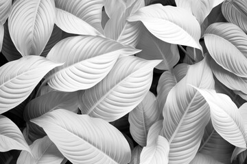 Abstract white leaves background. Nature texture layered leaf black and white template. Floral fantasy pattern