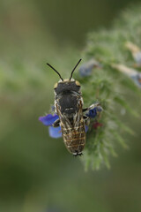 Vertical dorsal closeup on a male of a cleptoparasite sharp tailed cuckoo bee, Coelioxys argenteus