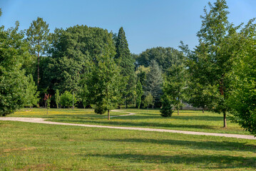 Beautiful landscape in park with tree and green grass